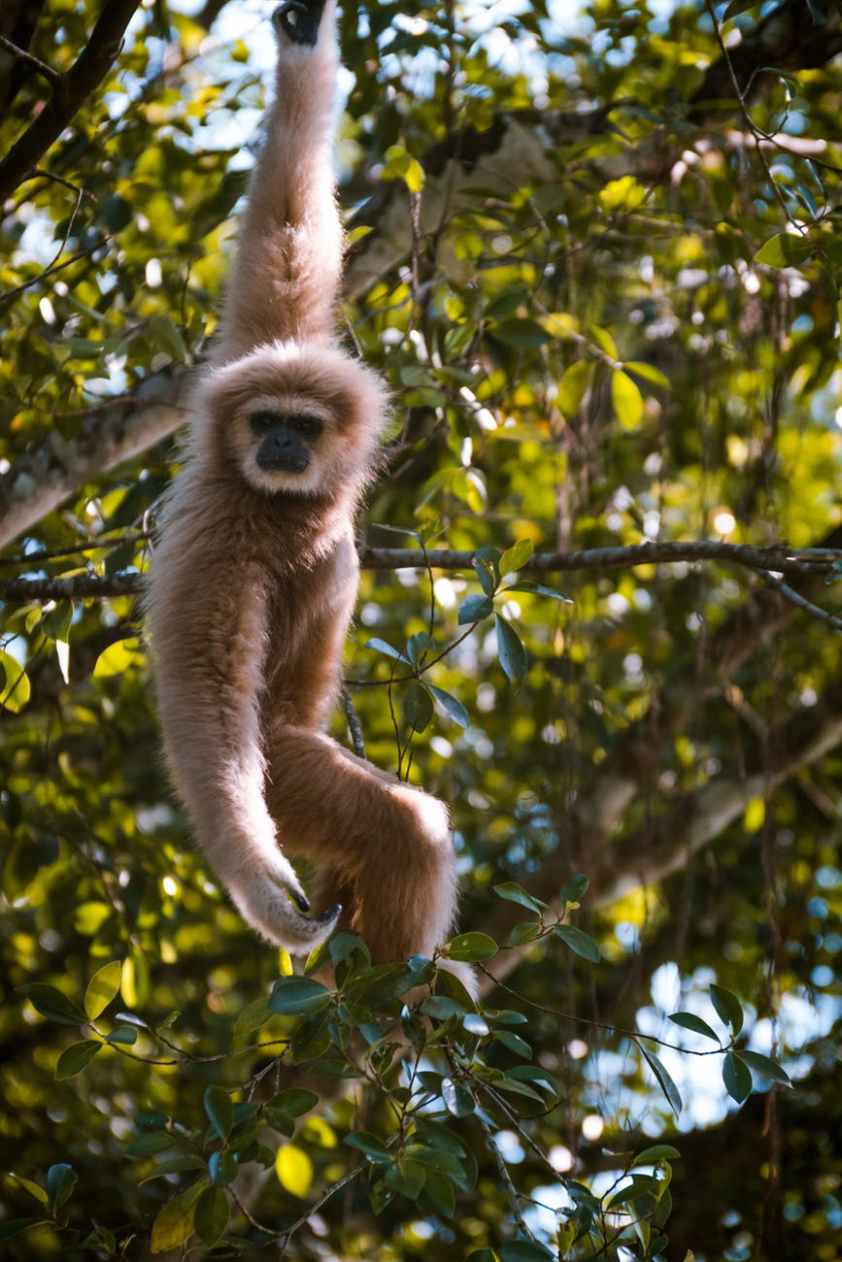 brown and black monkey hanging from a tree