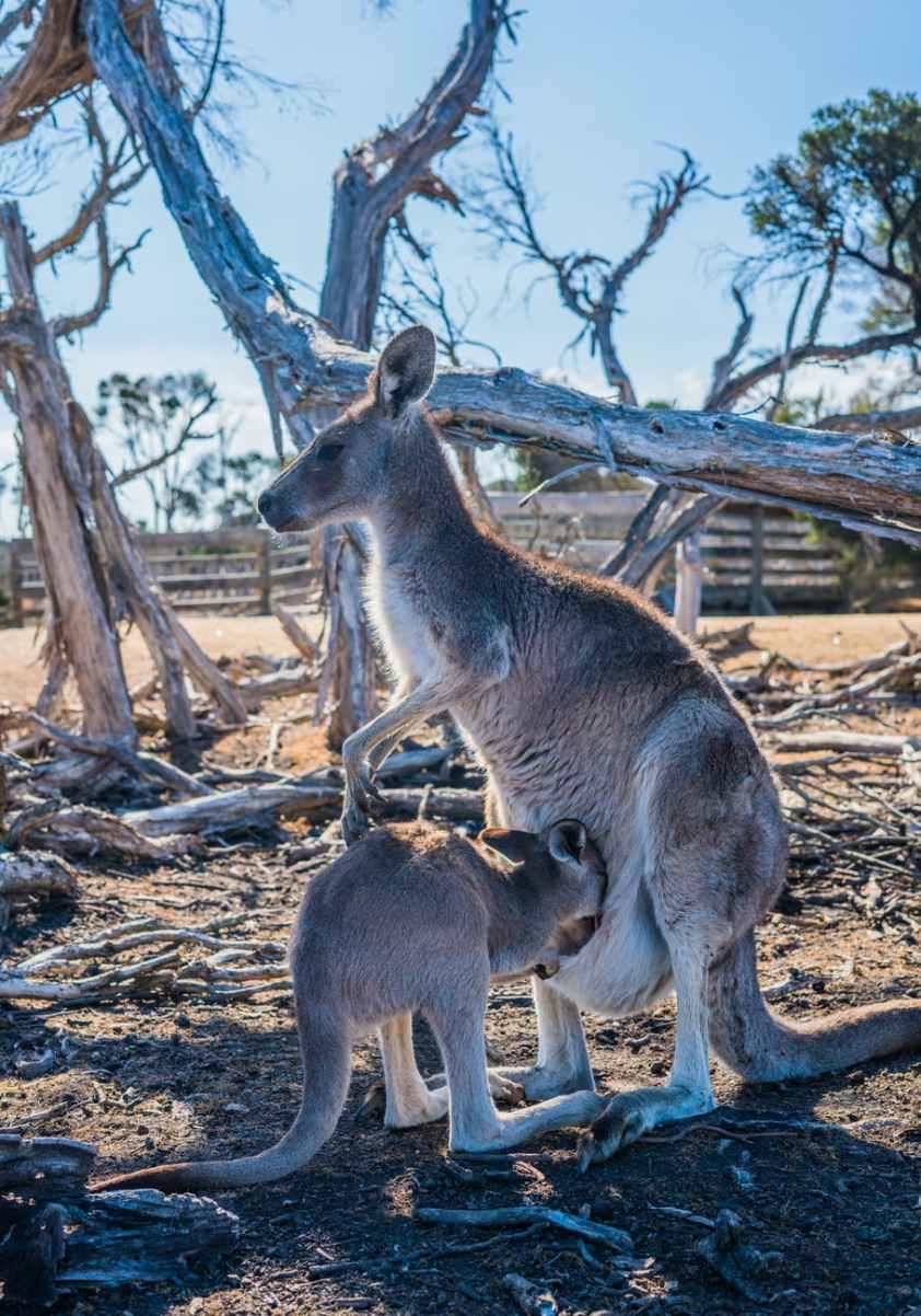 brown kangaroo near tree